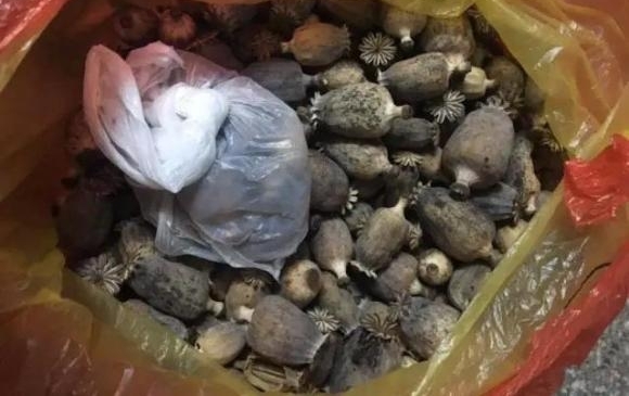 岳阳:云溪警方破获一起非法种植毒品原植物案 1960余株罂粟被铲除