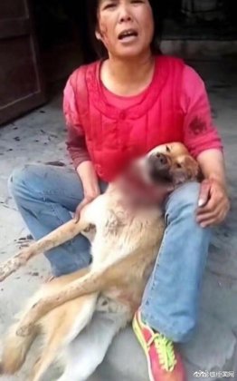 土狗欲与拉布拉多交配惨遭割喉 跑回主人怀中死去