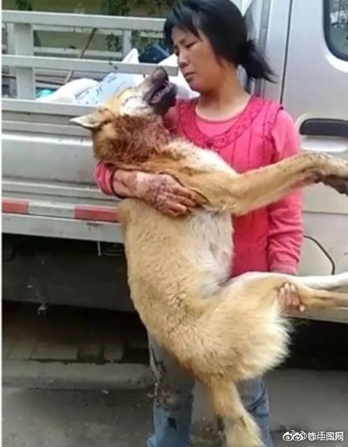 土狗欲与拉布拉多交配惨遭割喉 跑回主人怀中死去