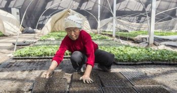 农村老人靠嫁接瓜苗补贴家用, 辛苦一整天领到六十块