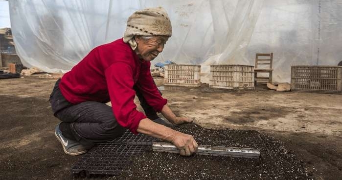 农村老人靠嫁接瓜苗补贴家用, 辛苦一整天领到六十块