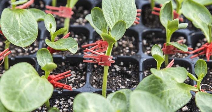 农村老人靠嫁接瓜苗补贴家用, 辛苦一整天领到六十块