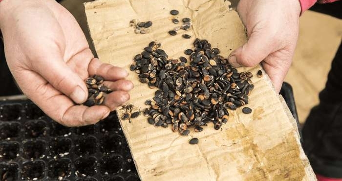 农村老人靠嫁接瓜苗补贴家用, 辛苦一整天领到六十块