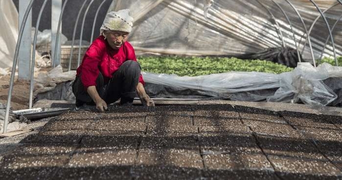 农村老人靠嫁接瓜苗补贴家用, 辛苦一整天领到六十块