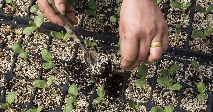 农村老人靠嫁接瓜苗补贴家用, 辛苦一整天领到六十块