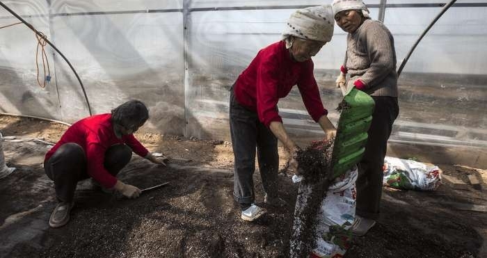 农村老人靠嫁接瓜苗补贴家用, 辛苦一整天领到六十块
