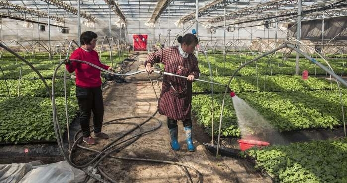 农村老人靠嫁接瓜苗补贴家用, 辛苦一整天领到六十块