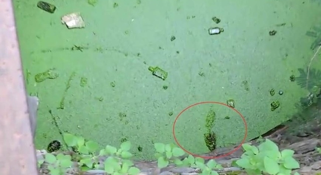 井里有不明动物在挣扎，村民想打捞又很害怕