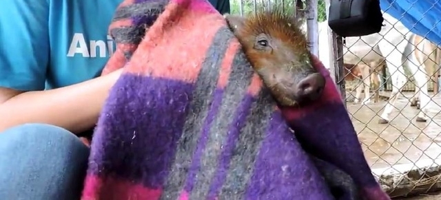 井里有不明动物在挣扎，村民想打捞又很害怕