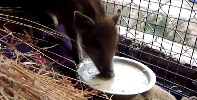 井里有不明动物在挣扎，村民想打捞又很害怕