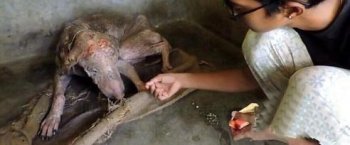 惨遭遗弃被救之后，惊人变化令人吃惊！