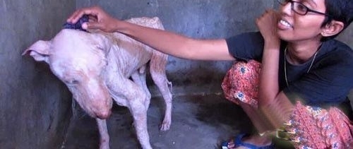 惨遭遗弃被救之后，惊人变化令人吃惊！