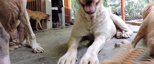 惨遭遗弃被救之后，惊人变化令人吃惊！