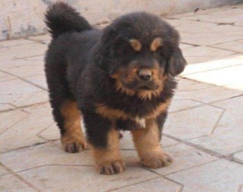 农村大哥花30万买了条藏獒，这一幕的发生实在让他“悔不当初“