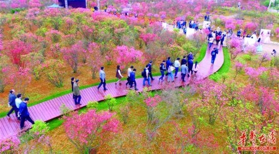 长沙杜鹃花旅游文化节开幕近万株杜鹃下周将迎盛花期