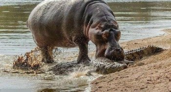 弱肉强食的动物世界: 河马暴怒疯狂撕咬鳄鱼