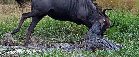 弱肉强食的动物世界: 河马暴怒疯狂撕咬鳄鱼