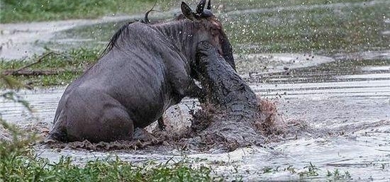 弱肉强食的动物世界: 河马暴怒疯狂撕咬鳄鱼