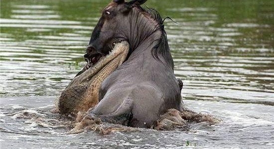 弱肉强食的动物世界: 河马暴怒疯狂撕咬鳄鱼