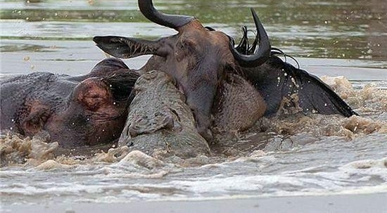 弱肉强食的动物世界: 河马暴怒疯狂撕咬鳄鱼