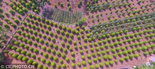 海南四月好春光