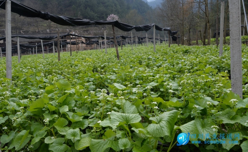 广元市科普作协开展“走进曾家山，共话脱贫梦”采风活动