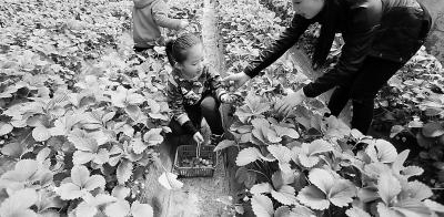 孩子们在武威金帆农业科技有限公司孵化园内采摘草莓