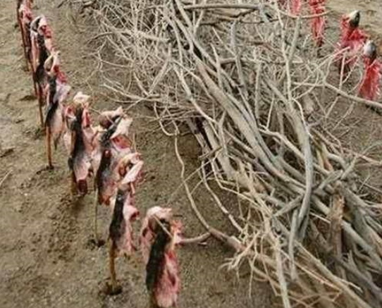 这才是烧烤，咱这只能叫撸串，看看新疆农民是怎么烤肉串的！