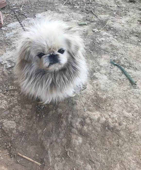 流浪狗饿得吃臊水桶，老板建议我带走！