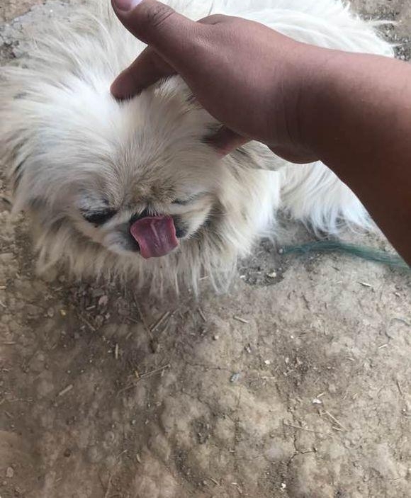 流浪狗饿得吃臊水桶，老板建议我带走！