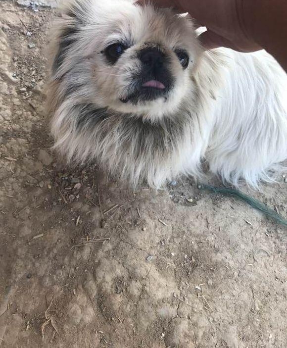 流浪狗饿得吃臊水桶，老板建议我带走！