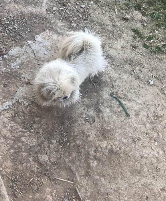 流浪狗饿得吃臊水桶，老板建议我带走！