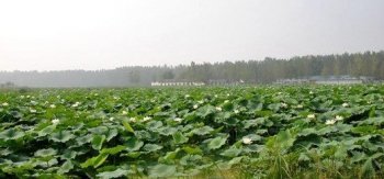 农村大哥在藕田里养“它”，年入100来万