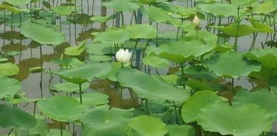 农村大哥在藕田里养“它”，年入100来万