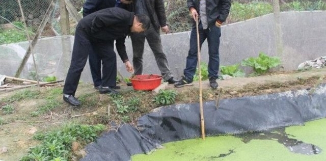 农村大哥在藕田里养“它”，年入100来万