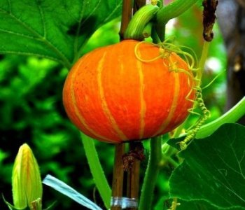 农村里有一种东西，极其普通，却能做成亿元产业，谁愿捷足先登？