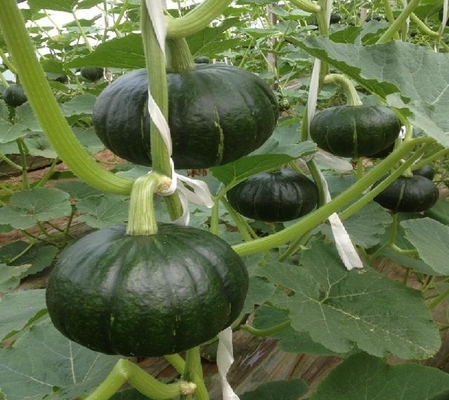 农村里有一种东西，极其普通，却能做成亿元产业，谁愿捷足先登？