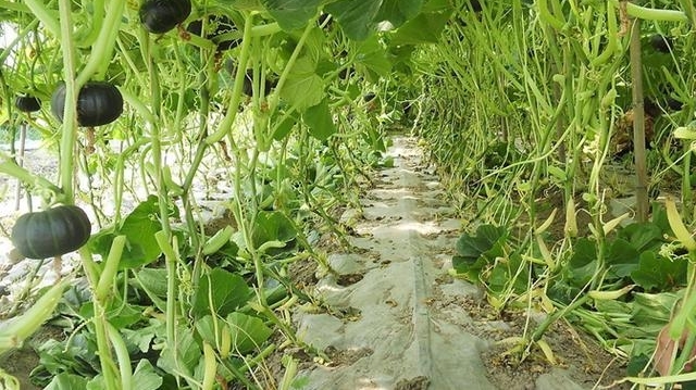 农村里有一种东西，极其普通，却能做成亿元产业，谁愿捷足先登？