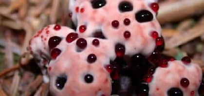 盘点世界十大毒蘑菇，碰见了一定不能吃！！！