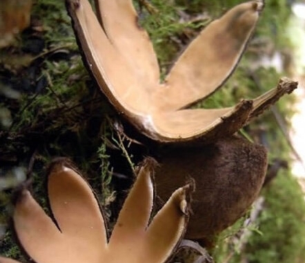 盘点世界十大毒蘑菇，碰见了一定不能吃！！！