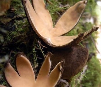 盘点世界十大毒蘑菇，碰见了一定不能吃！！！