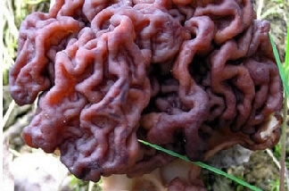 盘点世界十大毒蘑菇，碰见了一定不能吃！！！