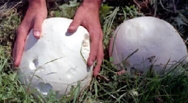 盘点世界十大毒蘑菇，碰见了一定不能吃！！！