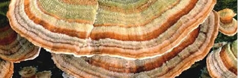 盘点世界十大毒蘑菇，碰见了一定不能吃！！！