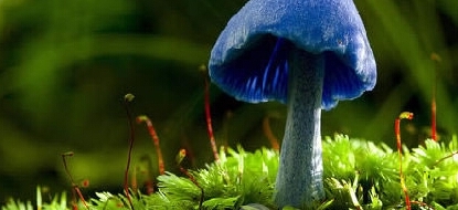 盘点世界十大毒蘑菇，碰见了一定不能吃！！！