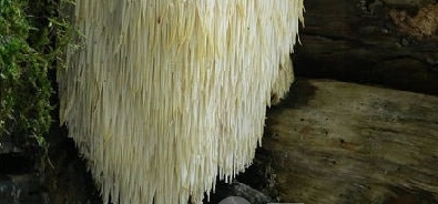 盘点世界十大毒蘑菇，碰见了一定不能吃！！！