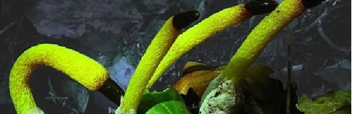 盘点世界十大毒蘑菇，碰见了一定不能吃！！！