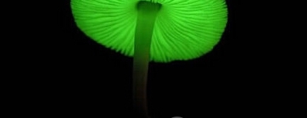 盘点世界十大毒蘑菇，碰见了一定不能吃！！！