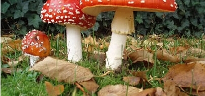 盘点世界十大毒蘑菇，碰见了一定不能吃！！！