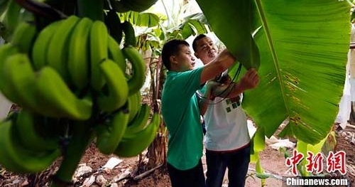 “更多香蕉”项目提升香蕉品质 增加蕉农收益